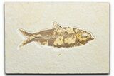 Detailed Fossil Fish (Knightia) - Wyoming #346036-1